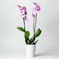 ORCHIDÉE ROSE