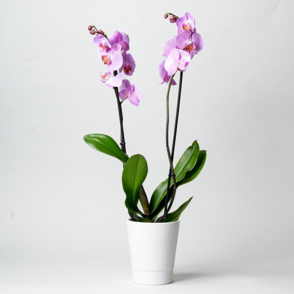 ORCHIDÉE ROSE