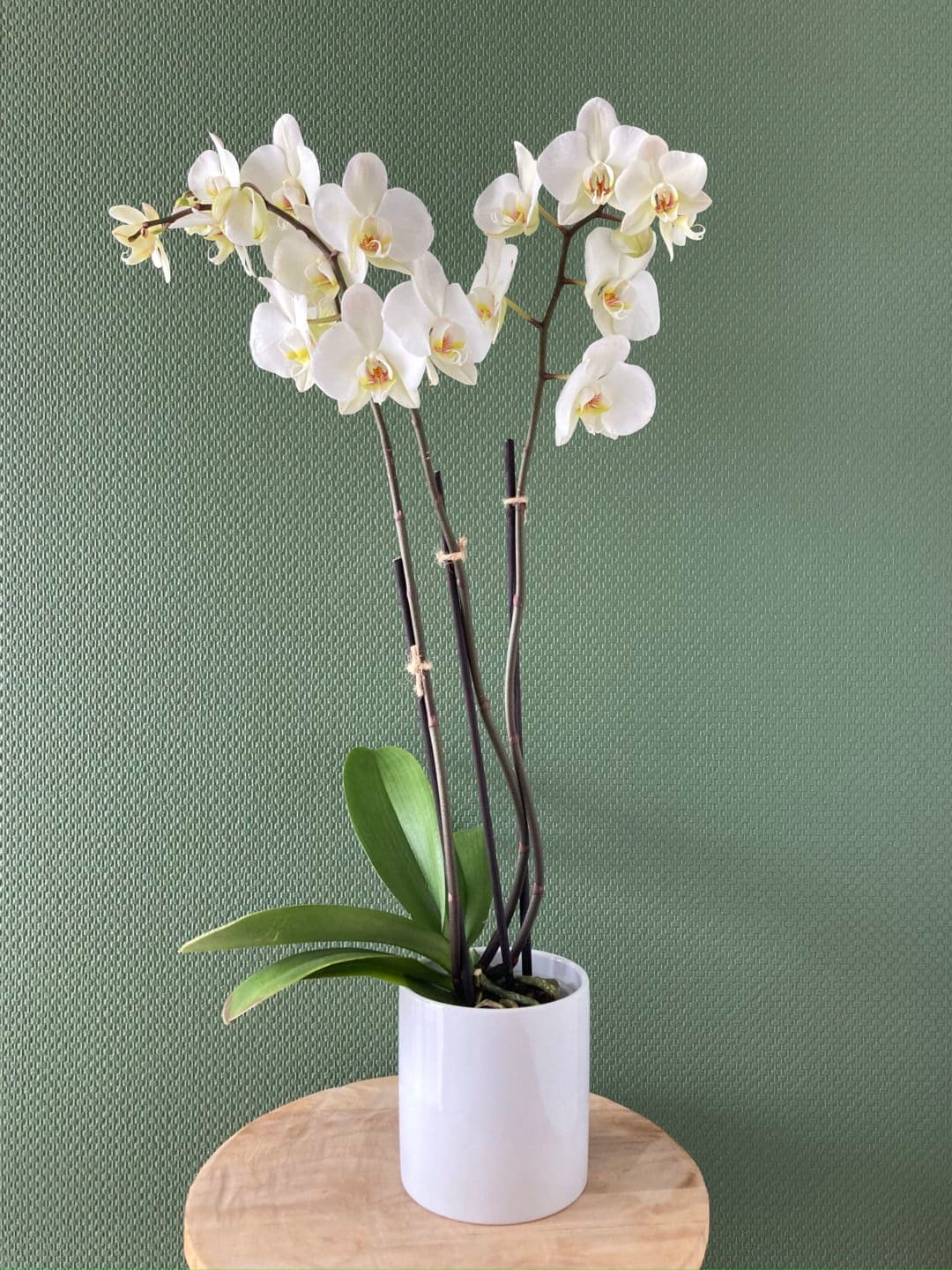 ORCHIDÉE BLANCHE